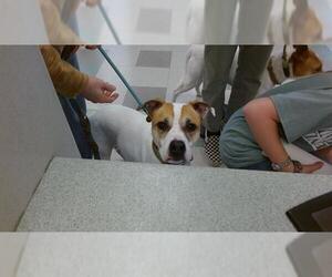 American Pit Bull Terrier-Unknown Mix Dogs for adoption in Oklahoma City, OK, USA