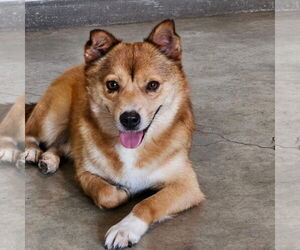 Pembroke Welsh Corgi-Shiba Inu Mix Dogs for adoption in Agoura Hills, CA, USA