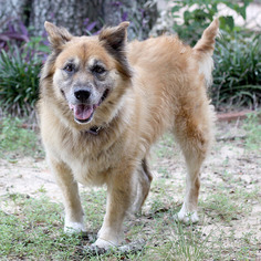 Chow Chow-Golden Retriever Mix Dogs for adoption in Pensacola, FL, USA