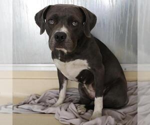 American Staffordshire Terrier Dogs for adoption in San Antonio, TX, USA