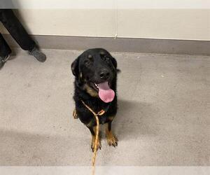 German Shepherd Dog-Unknown Mix Dogs for adoption in Modesto, CA, USA