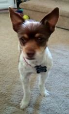 Rat Terrier Dogs for adoption in Yakima, WA, USA