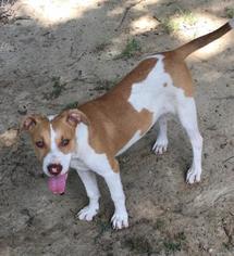 Mutt Dogs for adoption in Laurinburg, NC, USA