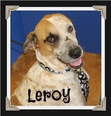 Labrottie Dogs for adoption in Potomac, MD, USA