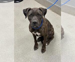 Boxer-Unknown Mix Dogs for adoption in Las Vegas, NV, USA