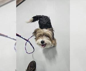 Mutt Dogs for adoption in Temple, TX, USA