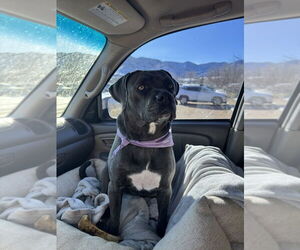 Mutt Dogs for adoption in Lakewood, CO, USA