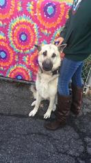 German Shepherd Dog Dogs for adoption in Middletown, NY, USA