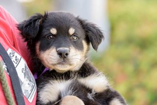 Australian Shepherd Dogs for adoption in El Cajon, CA, USA