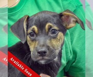 Mutt Dogs for adoption in Huntley, IL, USA