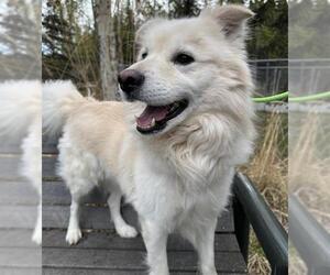 Huskies -Unknown Mix Dogs for adoption in Anchorage, AK, USA