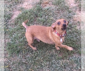 Medium Photo #1 Dachshund-Unknown Mix Puppy For Sale in Pottstown, PA, USA