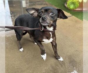 Chihuahua Dogs for adoption in Chula Vista, CA, USA