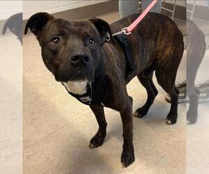 American Pit Bull Terrier Dogs for adoption in Saginaw, MI, USA