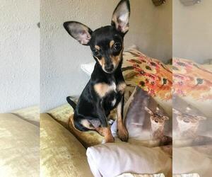 Miniature Pinscher Dogs for adoption in Los Banos, CA, USA