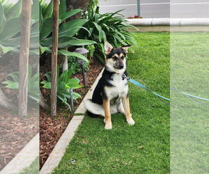 Australian Shepherd Dogs for adoption in Menifee, CA, USA