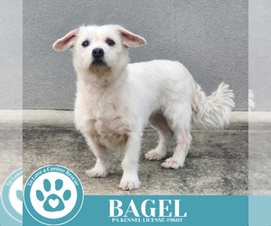 Mutt Dogs for adoption in Kimberton, PA, USA