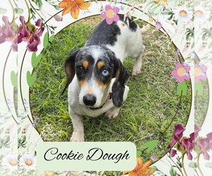 Dachshund Dogs for adoption in San Antonio, TX, USA