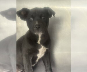 German Shepherd Dog-Unknown Mix Dogs for adoption in San Bernardino, CA, USA