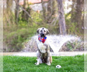 Anatolian Shepherd-Unknown Mix Dogs for adoption in Unionville, PA, USA