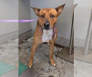 Medium Photo #1 Mutt Puppy For Sale in Camarillo, CA, USA