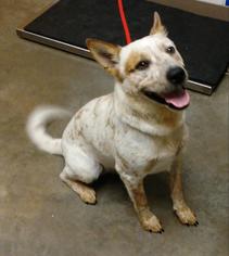 Mutt Dogs for adoption in Ottawa, KS, USA