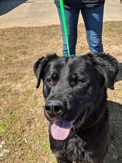 Rottweiler Dogs for adoption in Athens, AL, USA