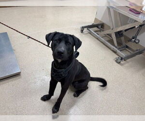 Labrador Retriever-Unknown Mix Dogs for adoption in Grand Prairie, TX, USA