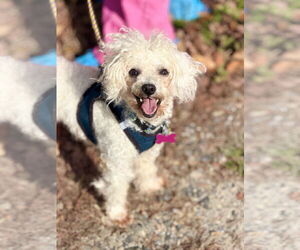 Poodle (Miniature)-Unknown Mix Dogs for adoption in West Cornwall, CT, USA