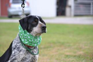 Catahoula Leopard Dog-Unknown Mix Dogs for adoption in Whitewright, TX, USA