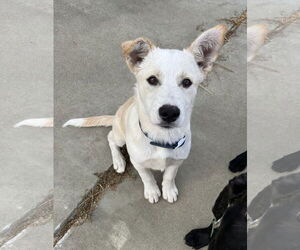 Shepradors Dogs for adoption in Davis, CA, USA