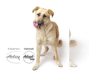 Anatolian Shepherd-Labrador Retriever Mix Dogs for adoption in Bakersfield, CA, USA