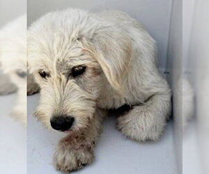 Poodle (Standard)-Unknown Mix Dogs for adoption in Houston, TX, USA