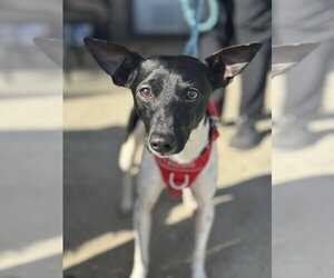 Rat Terrier-Unknown Mix Dogs for adoption in Mundelein, IL, USA
