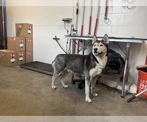Siberian Husky Dogs for adoption in Corona, CA, USA