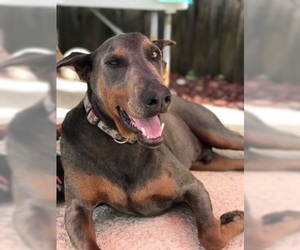 Doberman Pinscher Dogs for adoption in Glenwood, GA, USA