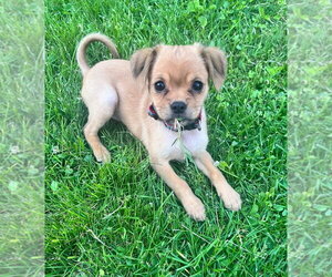 Colonial Cocker Spaniel-Unknown Mix Dogs for adoption in Gloversville, NY, USA
