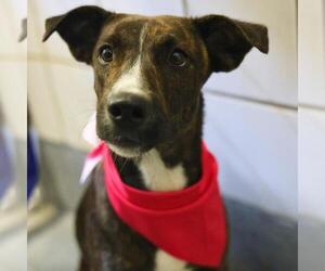 Mutt Dogs for adoption in San Antonio, TX, USA