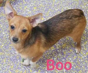 Chiweenie Dogs for adoption in Metairie, LA, USA