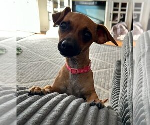 Chiweenie Dogs for adoption in Studio City, CA, USA