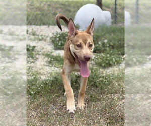 German Shepherd Dog-Unknown Mix Dogs for adoption in Augusta, GA, USA