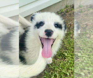 Great Pyrenees-Unknown Mix Dogs for adoption in Fishers, IN, USA
