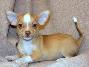 Medium Photo #1 Chihuahua Puppy For Sale in York, SC, USA