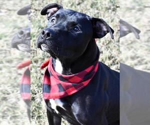 American Pit Bull Terrier-American Staffordshire Terrier Mix Dogs for adoption in Bardstown, KY, USA