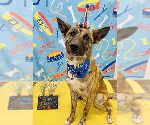 German Shepherd Dog-Unknown Mix Dogs for adoption in San Antonio, TX, USA
