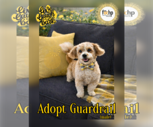 Lhasa Apso Dogs for adoption in Menifee, CA, USA