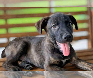 Labrador Retriever-Unknown Mix Dogs for adoption in New London, WI, USA