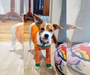 Jack Russell Terrier-Unknown Mix Dogs for adoption in Plainfield, IL, USA