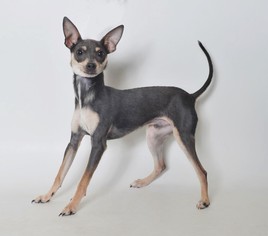 Miniature Pinscher Dogs for adoption in Fruit Heights, UT, USA