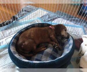 Dachshund Dogs for adoption in Stephens City, VA, USA